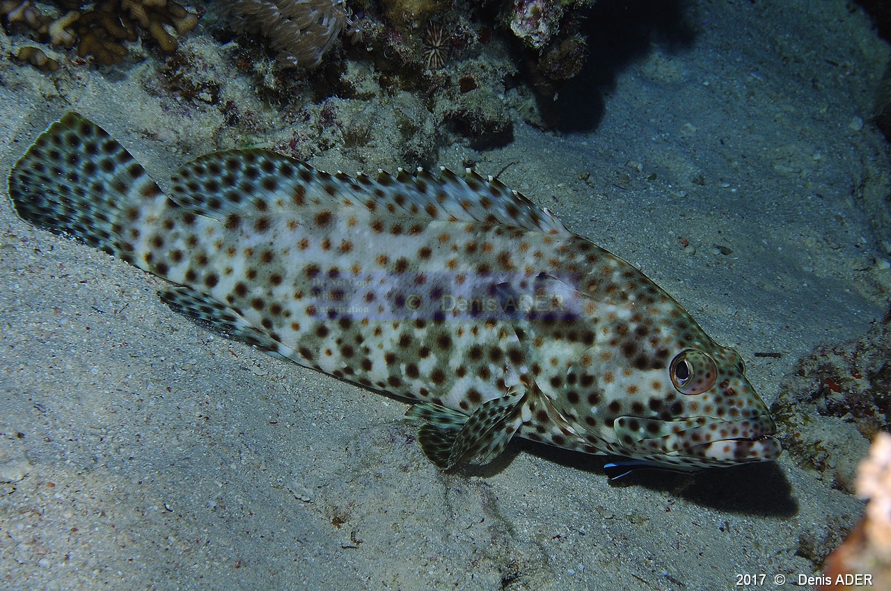 Epinephelus-tauvina Merou vieille de corail-Safaga Tobia kebir-7m-20171120-Denis-ADER-DSC_3203_tn.jpg